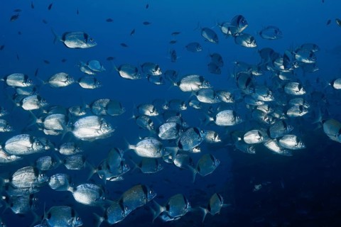 A school of silver fish, two-banded seabream (Diplodus vulgaris), swimming densely packed in the