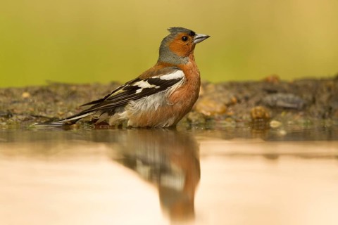 Common Chaffinch (Fringilla coelebs) male at waterhole, Serbia