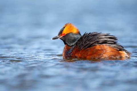 Slavonian grebe (Podiceps auritus) swimming on a lake, Västergötland, Falköping, Sweden
