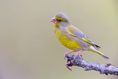 Greenfinch, (Carduelis chloris), Chloris chloris, animals, birds, subfamily of goldfinches and