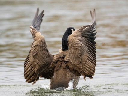 A Canada goose flaps its wings after plumage care, Ümminger See, Bochum, North Rhine-Westphalia,