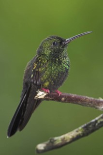 Bronze-tailed Plumeleteer (Chalybura urochrysia), Costa Rica