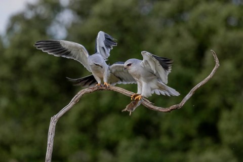 Slider (Elanus caeruleus), pair, with vole, Extremadura, Spain