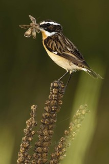 Whinchat (Saxicola rubetra) with insect in beak, Castile, Spain