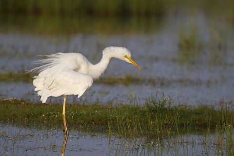 Great Egret (Ardea alba) foraging, Greece