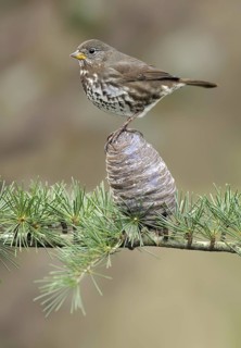 Sooty Fox Sparrow (Passerella unalaschcensis), British Columbia, Canada