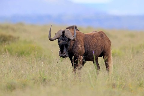 White-tailed wildebeest (Connochaetes gnou), adult, alert, foraging, Mountain Zebra National Park,