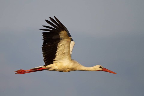 White Stork (Ciconia ciconia) flying, North Rhine-Westphalia, Germany