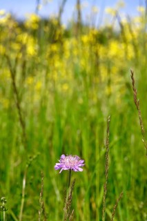 Meadow in spring, May, Germany