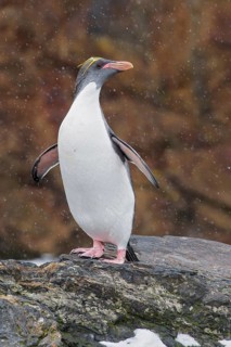 Macaroni Penguin (Eudyptes chrysolophus) perched on a rocky beach on South Georgia Island