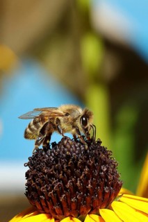 European honey bee (Apis mellifera), collecting nectar from a flower of yellow coneflower