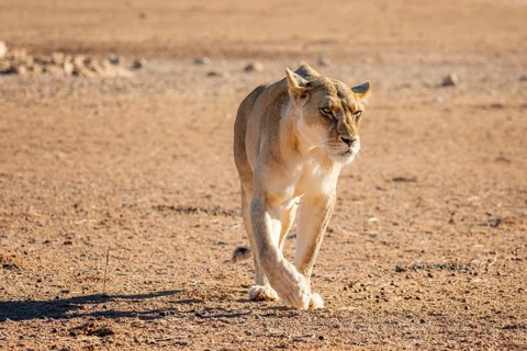 Lioness (Panthera leo) walking on dry ground, Kgalagadi Transfrontier National Park, Northern Cape,