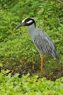 Yellow-crowned Night Heron (Nyctanassa violacea), Texas, USA