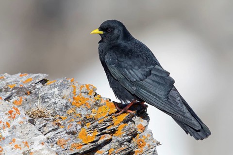 Alpine chough, (Pyrrhocorax graculus), animals, birds, ravens, jackdaw, family of corvids, stands
