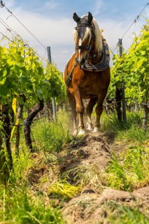 Haflinger pulling plough between vines, vineyard, Ihringen, Kaiserstuhl, Baden-Württemberg, Germany