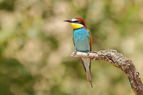 European bee-eater (Merops apiaster) sitting on a branch, Lake Neusiedl, Burgenland, Austria
