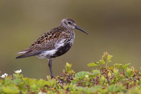 Dunlin (Calidris alpina), Varanger, Norway