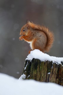 Red squirrel (Sciurus vulgaris) adult animal feeding on a nut on a tree stump covered in snow in