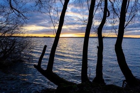 Sunrise with reeds in morning light at Dümmer See, Lower Saxony, Lembruch, Lower Saxony, Germany