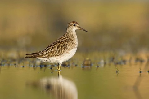 Sharp-tailed Sandpiper (Calidris acuminata), Victoria, Australia