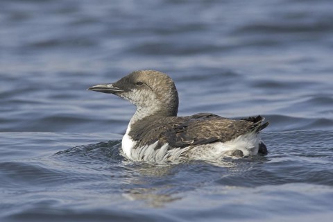 Common Murre (Uria aalge), Newfoundland, Canada