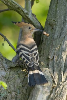 Eurasian Hoopoe (Upupa epops), Brandenburg, Germany