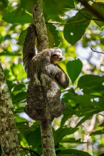 Brown-throated sloth (Bradypus variegatus) on a branch, Cahuita National Park, Costa Rica