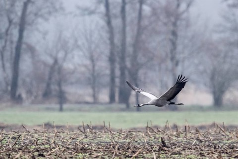 Cranes (Grus grus), flying, Fischerhuder Wümmeniederung, Lower Saxony, Germany