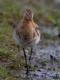 Black-tailed Godwit (Limosa limosa), Netherlands