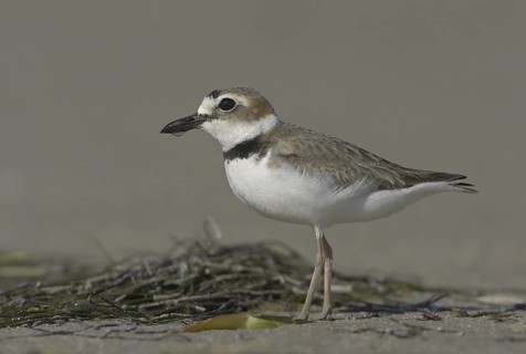 Wilson's Plover (Charadrius wilsonia), Florida, USA