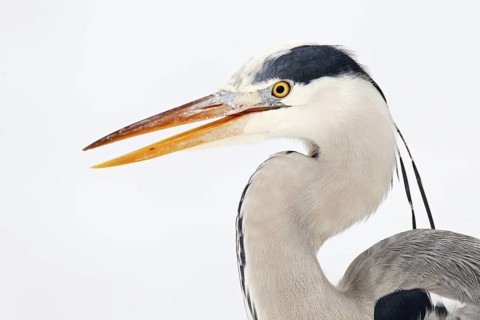 Grey Heron (Ardea cinerea), Berlin, Germany