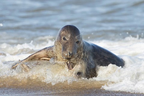 Atlantic grey seal (Halichoerus grypus) two adult marine animals in love courting on a beach on a