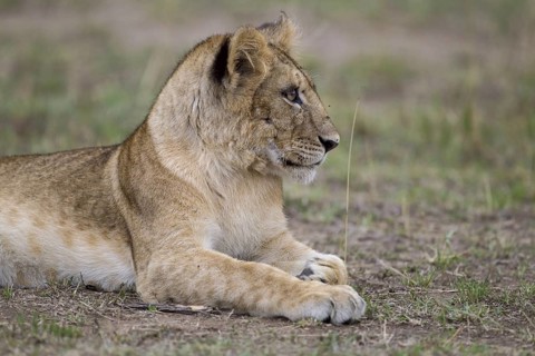 African Lion (Panthera leo) cub lying alone on the ground, Masai Mara, Kenya