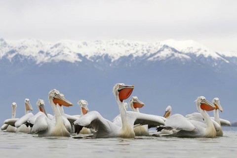 Dalmatian Pelican (Pelecanus crispus), Lake Kerkini, Greece