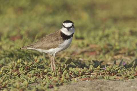 Collared Plover (Charadrius collaris), Ecuador