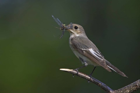 European Pied Flycatcher (Ficedula hypoleuca) female, Rhineland-Palatinate, Germany