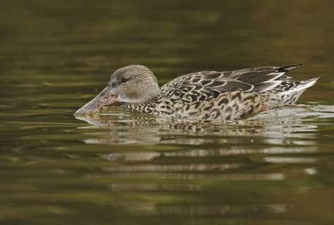 Northern Shoveler (Spatula clypeata) female, Arizona, USA