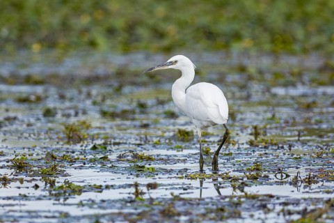 Little Egret (Egretta garzetta) Hungary
