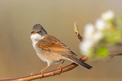 Whitethroat, (Sylvia communis), songbird, animals, birds, genus. of Curruca, NSG Der Spieß,