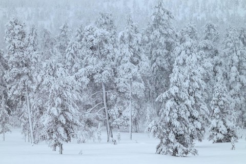 Winter forest during snowfall, Idre Fjäll, Dalarna, Sweden, January 2026