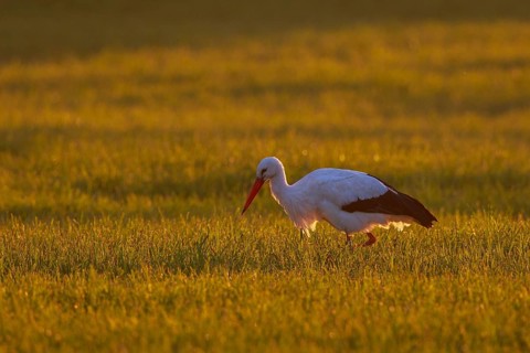 White Stork (Ciconia ciconia) foraging, North Rhine-Westphalia, Germany