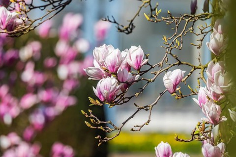 Magnolia blossom in the Moorish Garden at Wilhelma. Magnolias (Magnolia) are in bloom in the