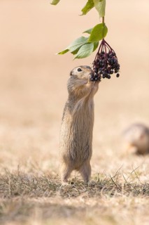 One European ground squirrel (Spermophilus citellus) or European souslik standing erected in dry