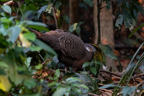 Grey Peacock-Pheasant (Polyplectron bicalcaratum) male foraging, Yunnan, China