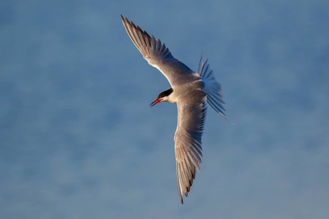 Common Tern (Sterna hirundo) flying, Greece