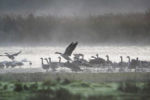 Canada Goose, Branta Canadensis, birds in flight over marshes