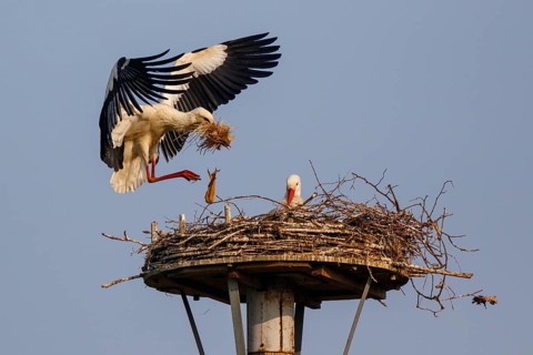 White Stork (Ciconia ciconia) with nesting material, North Rhine-Westphalia, Germany