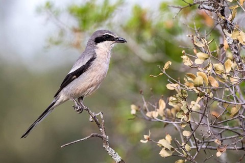 Southern Grey Shrike (Lanius meridionalis) male, Castile-La Mancha, Spain