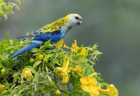 Pale-headed Rosella (Platycercus adscitus) perched on a branch in eastern Australia