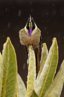 Buffy Helmetcrest (Oxypogon stuebelii) perched on a branch in the Andes Mountains of Colombia